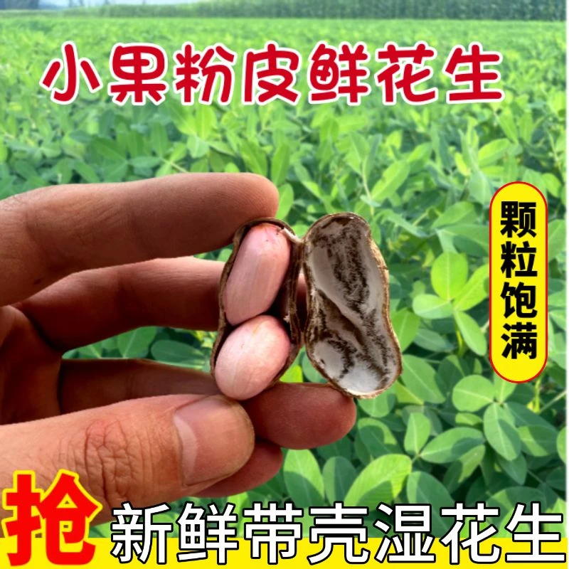 25年新鲜带壳湿花生现挖现发农家自种粉红皮可水煮嫩花生鲜花生