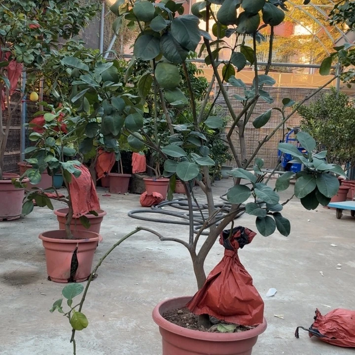 巧***巧完全开放一物一拍