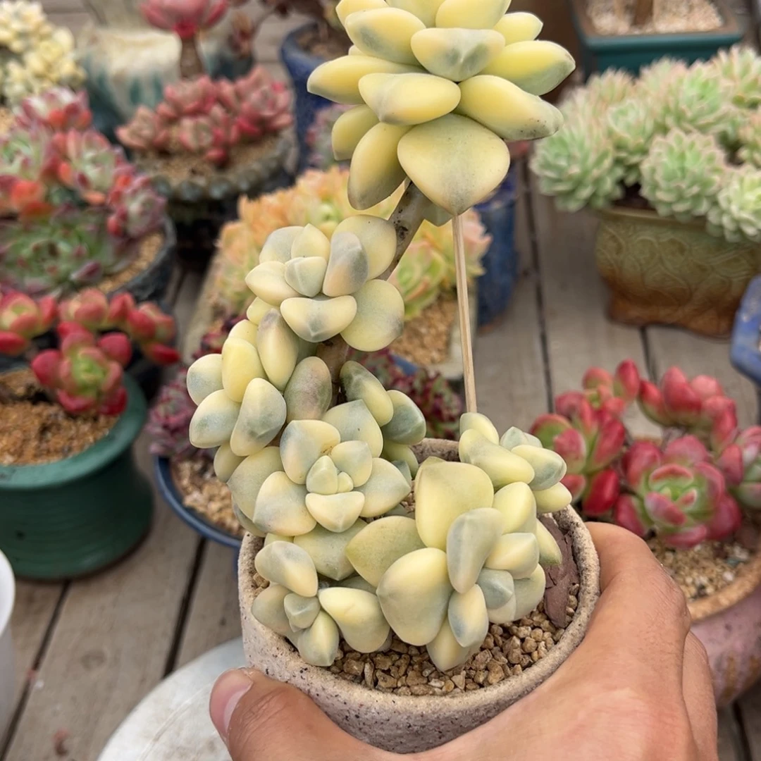 美杏锦多肉植物ruguobu