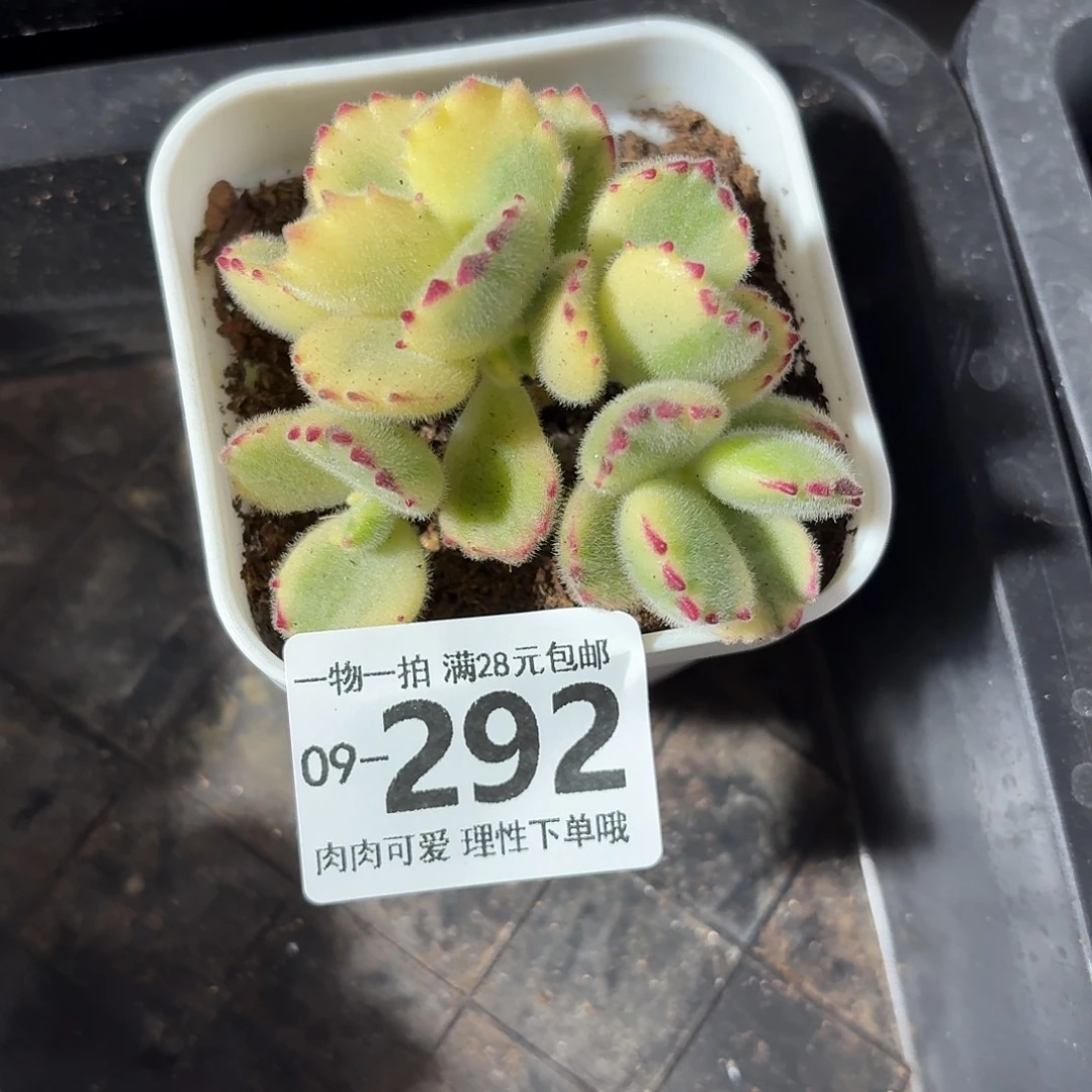 白熊无盆土发货无盆土发货无