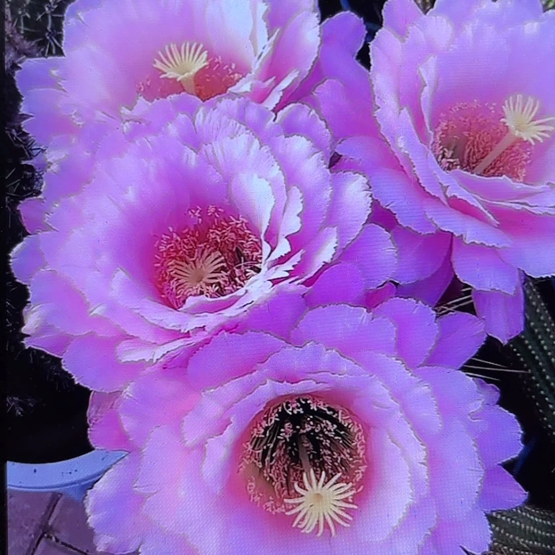 仕女毛侧牙20包邮54