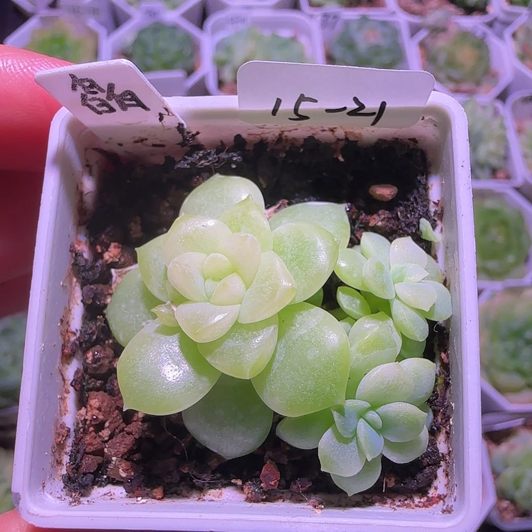 蟑***饭皛皛麦秆三头15-21群生不包整