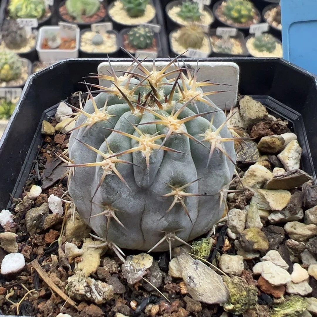 阿***哒216阿寒玉实生哦哦哦