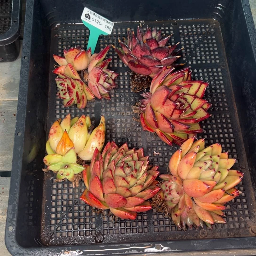 从前慢多肉精选编号0120.188