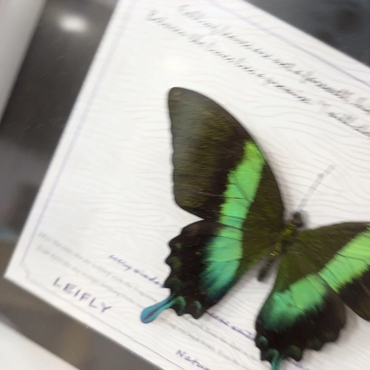 K****蝴蝶标本定制版066