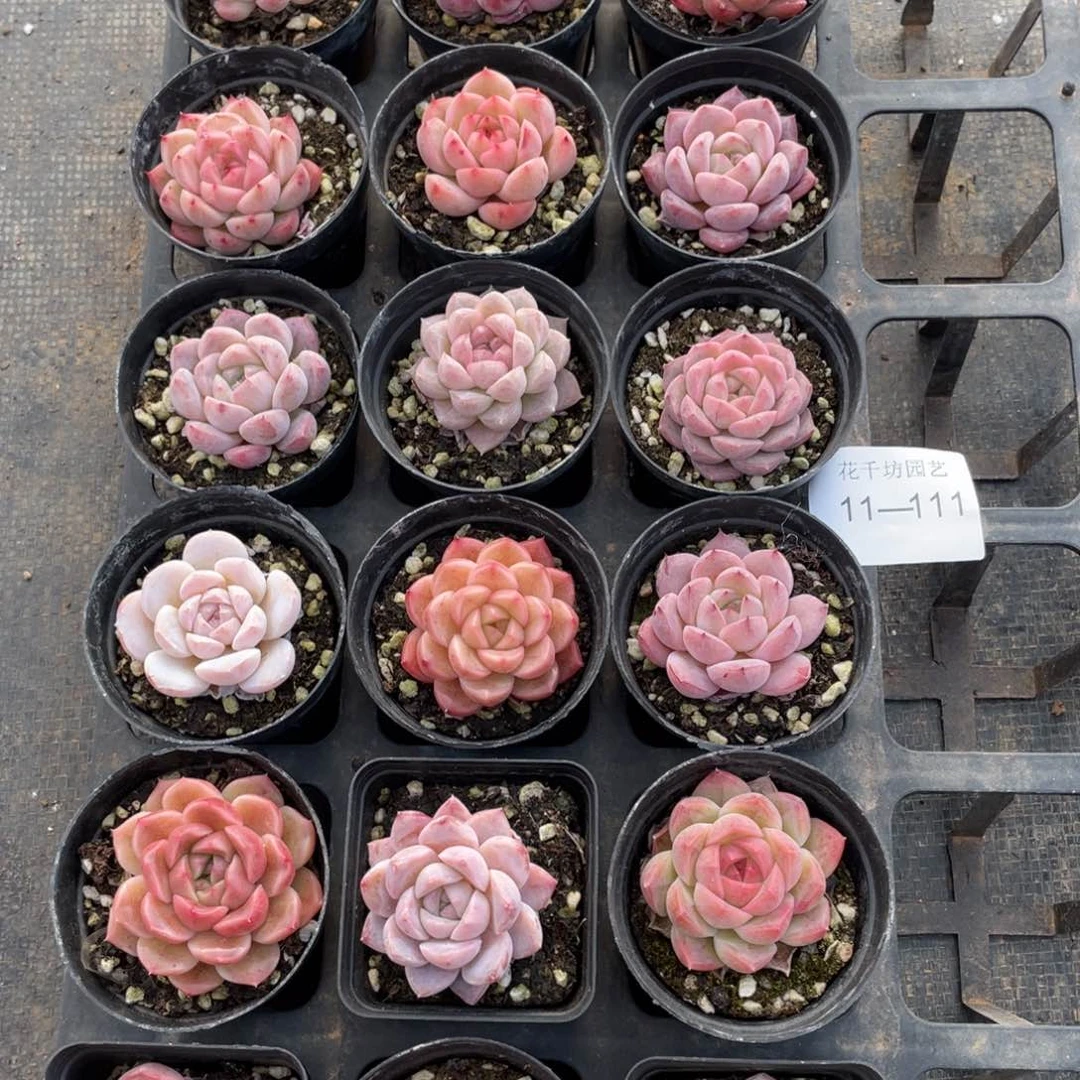 一物一拍18棵11-111