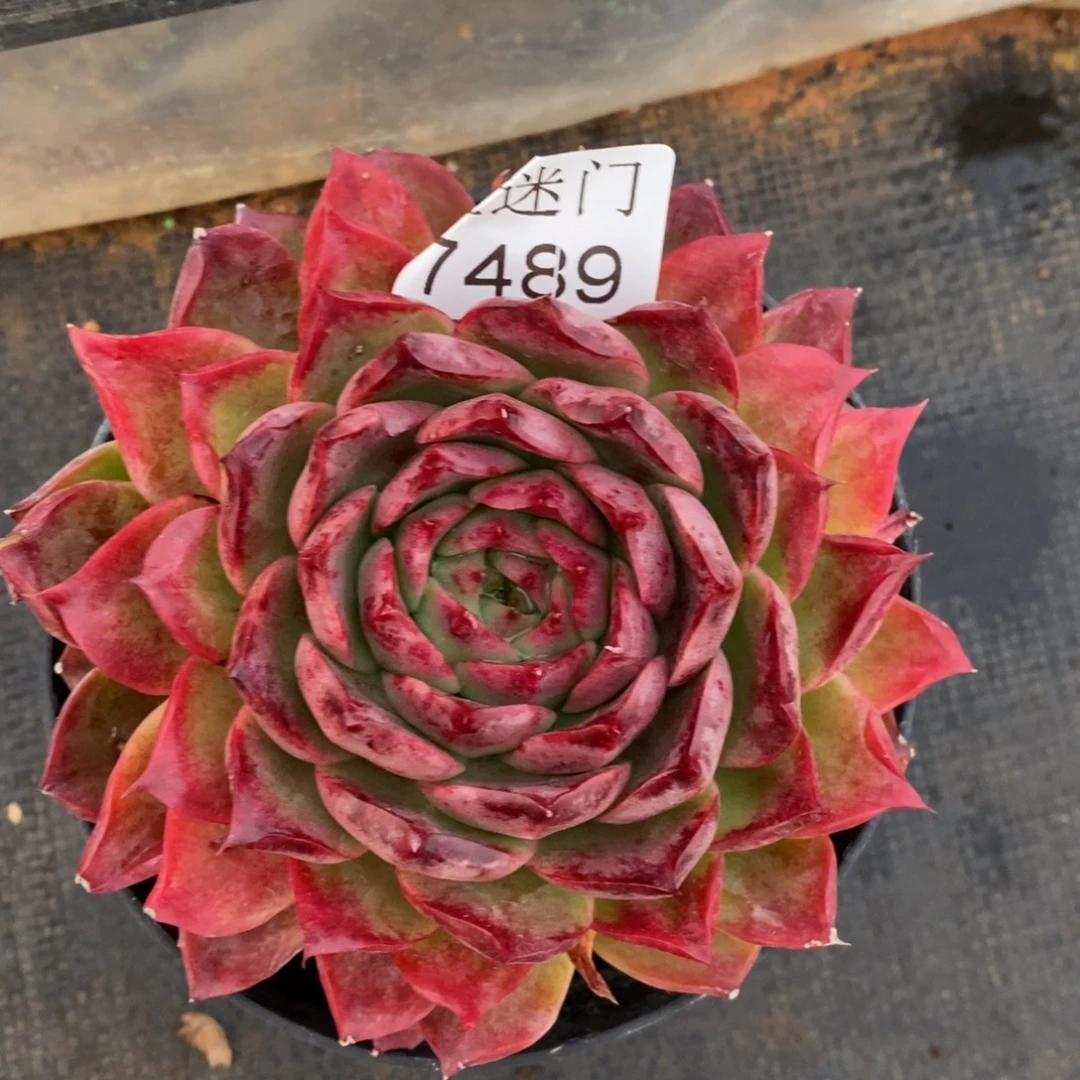 简***福杂交精品多肉7489~12厘米~叶伤