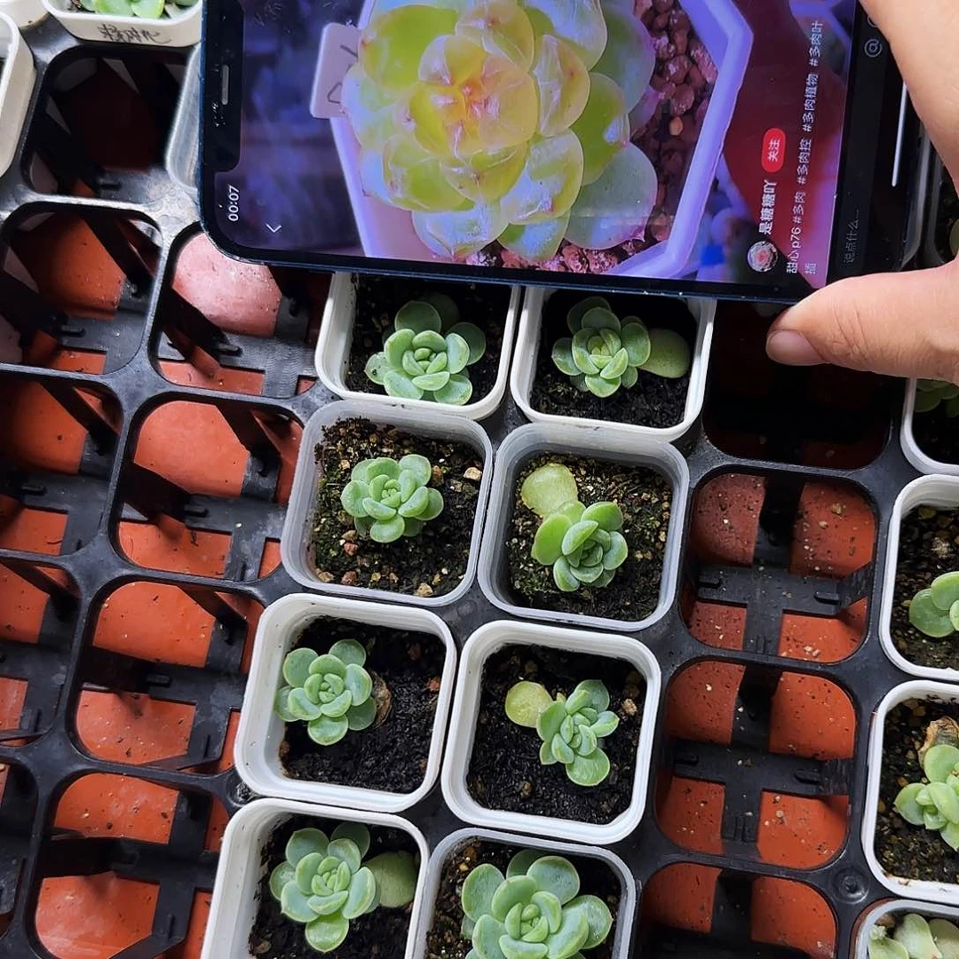 P76 中盆一个满25包邮