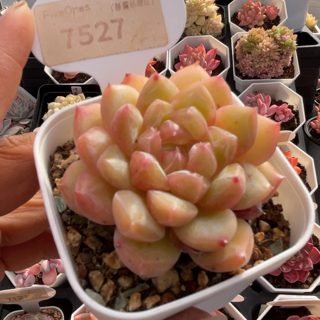 钻石珍妮7527-6.0厘米