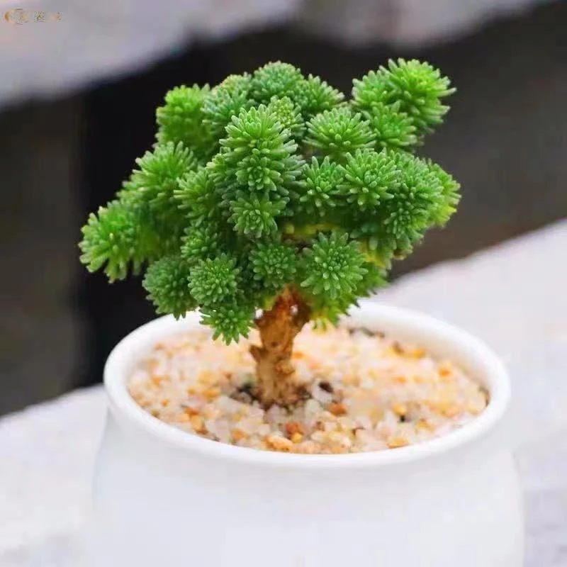 球松多肉植物一物一拍创意小盆景小老桩子全店满38包邮涵涵肉多多