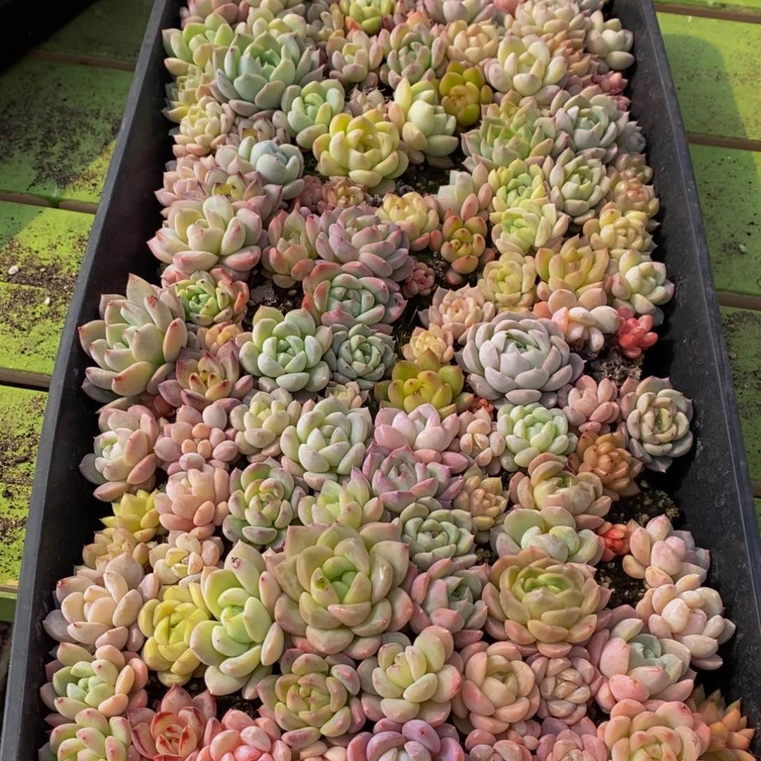 561多肉酱面的做法是很简单的日子里