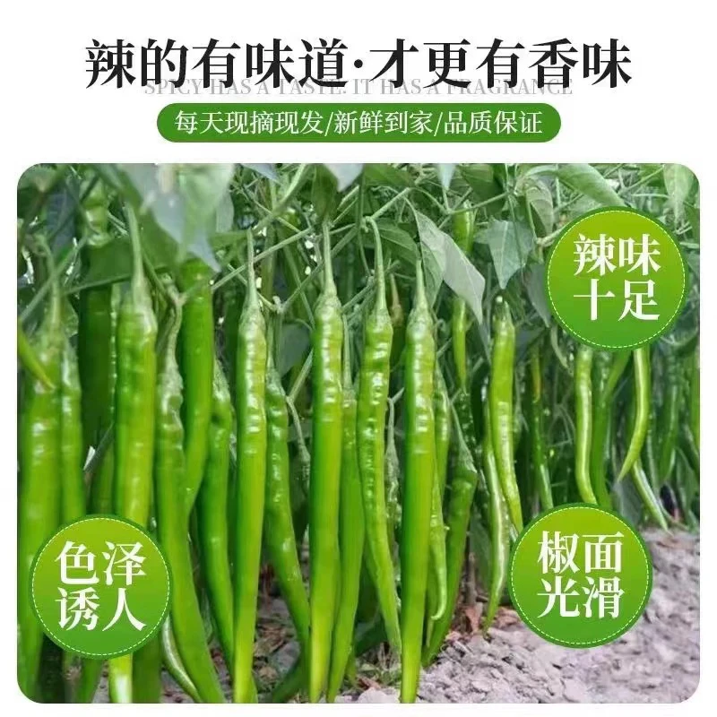 【青线椒杭椒】芜湖农家现摘青二荆条杭椒中辣肉脆皮薄炒菜