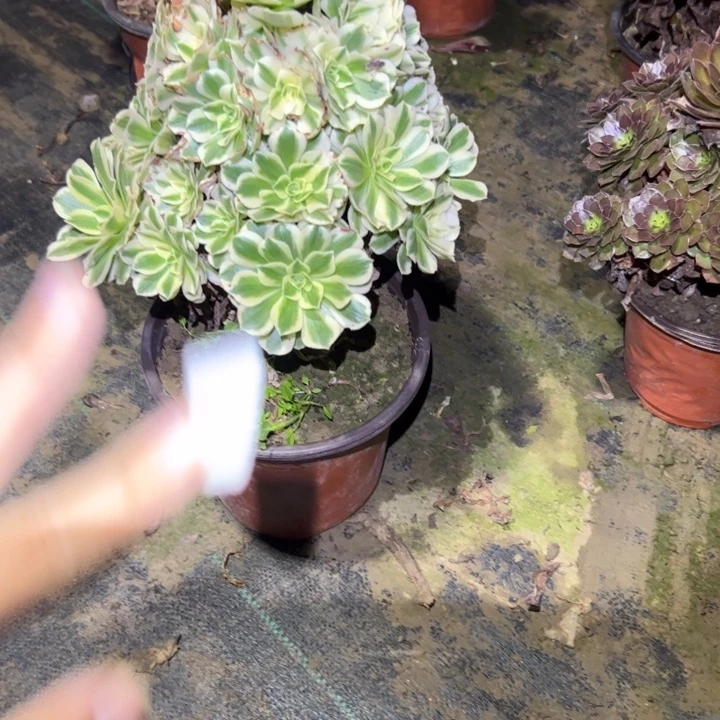 不包侧枝一物一拍175