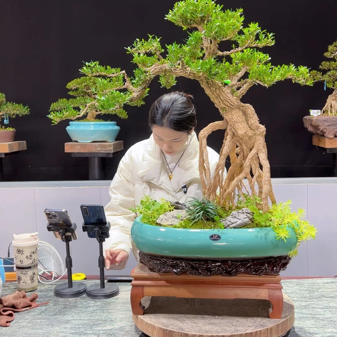 四季常青老桩黄杨盆景