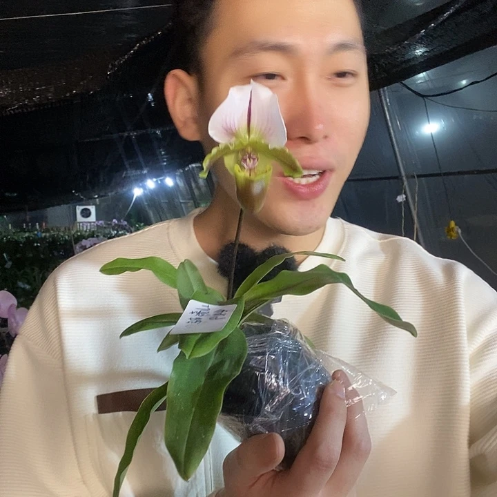 无花朵青蛙豆兰花剑