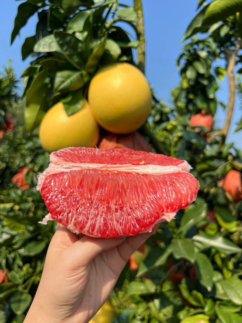 【福建-平和】特级精品红心柚当季水果皮薄肉厚汁水足本地果园发货