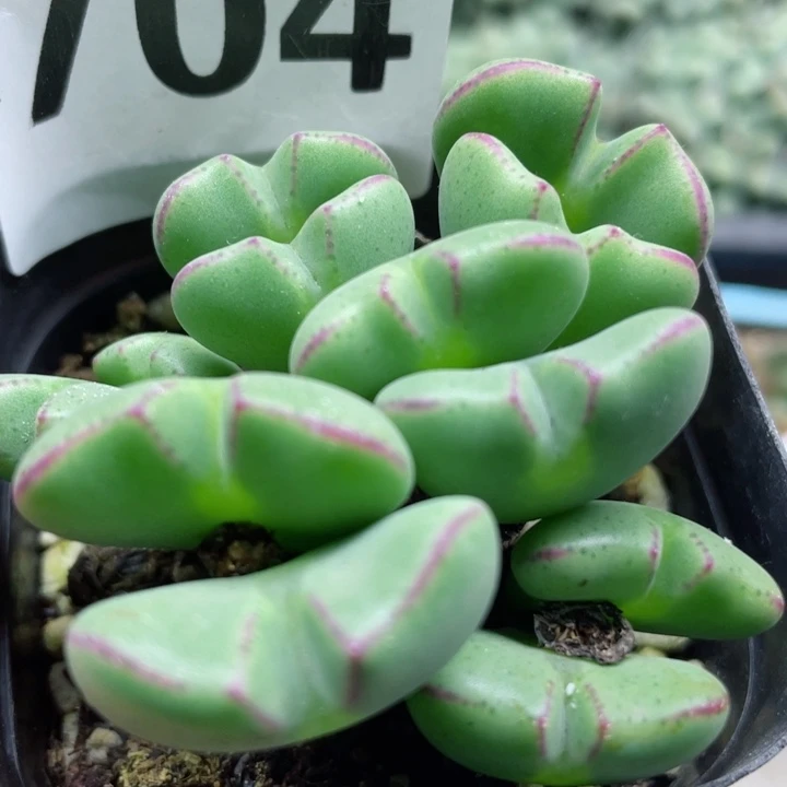 704少将群带盆p p