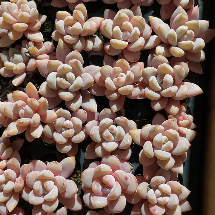 小星星雪1元带土发