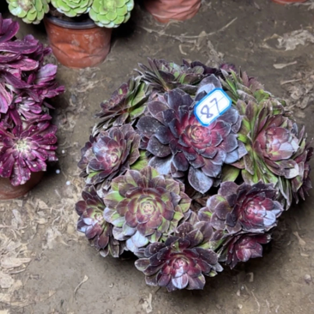 【闪购商品】玉**多肉植物花月夜87