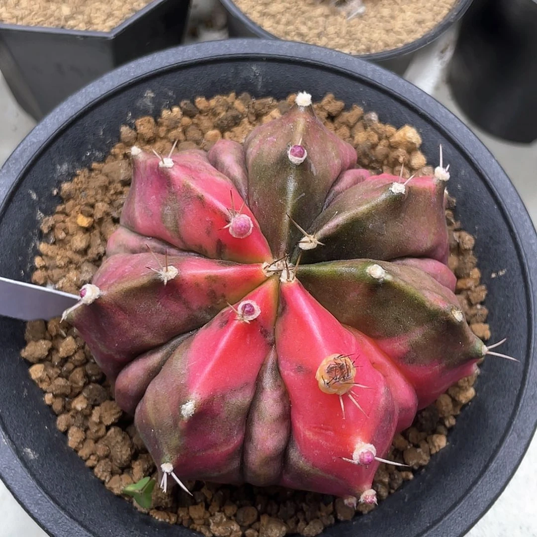 泰系实生根，大复棱米哈锦