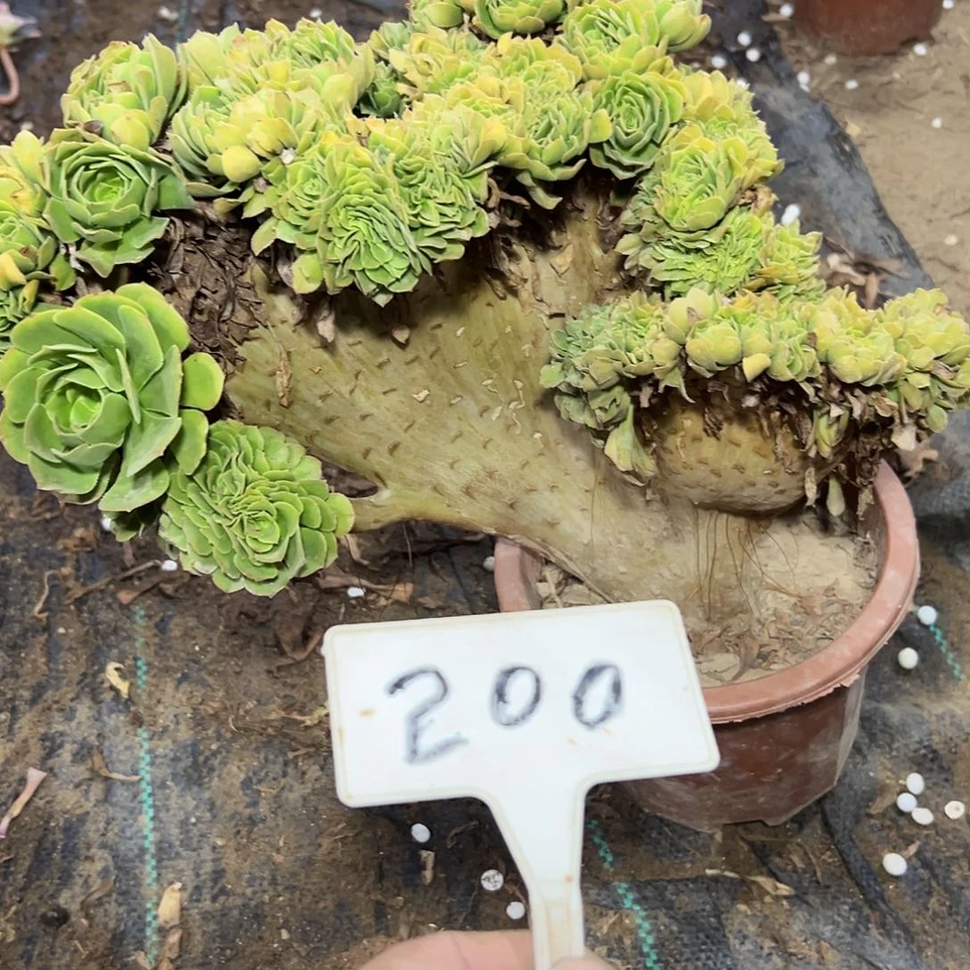 多肉植物绿羊绒缀花200