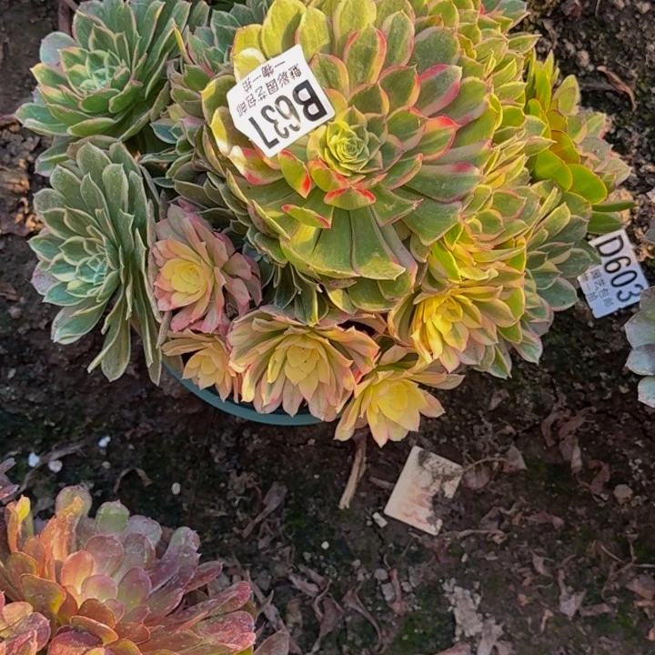 海燕花花25-28包邮花花