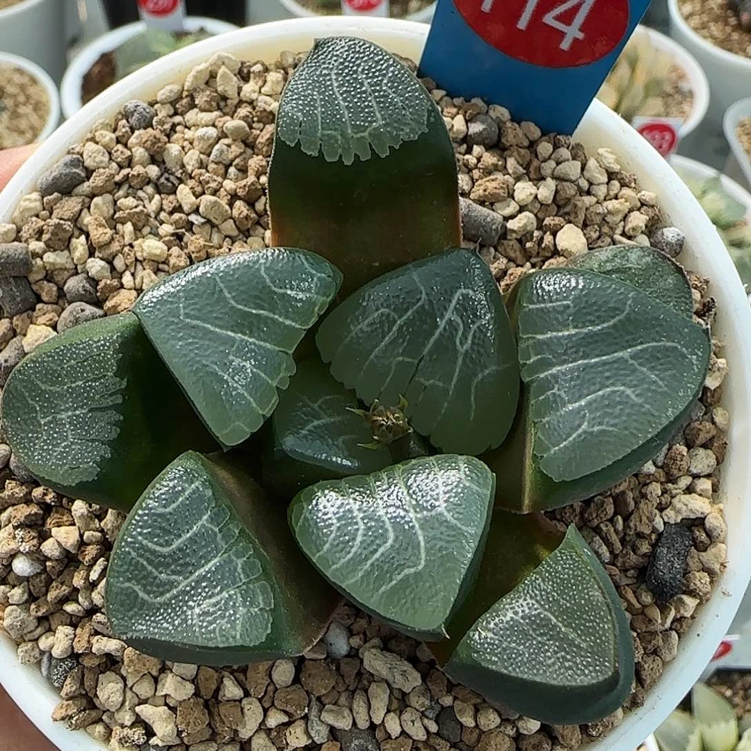 114号实生克一物一拍带盆土