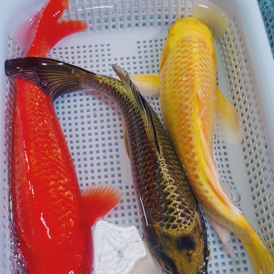 锦鲤锦鲤冷水鱼观赏