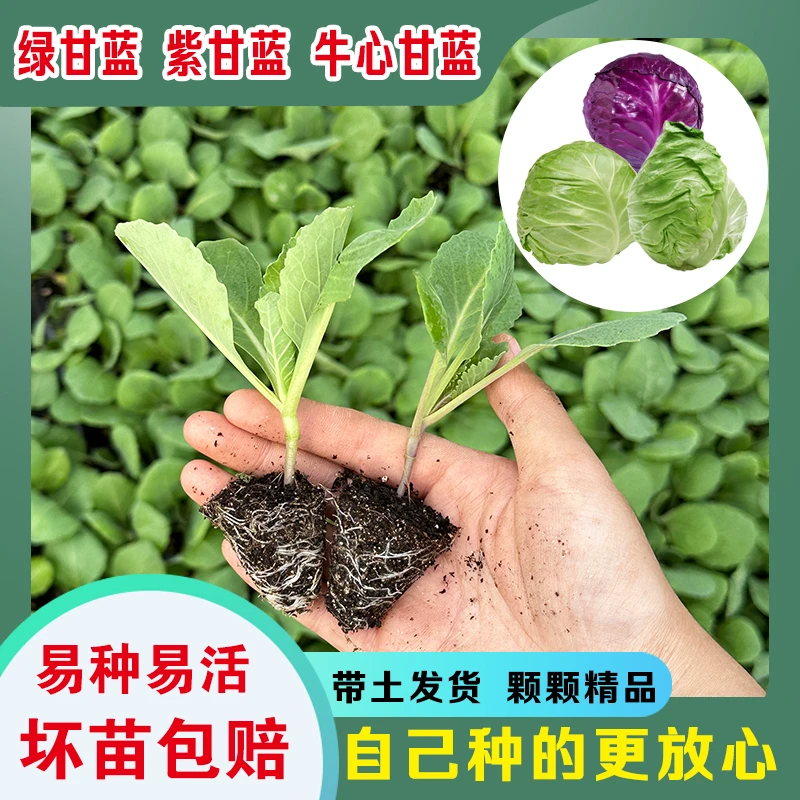绿甘蓝牛心甘蓝紫甘蓝蔬菜秧苗穴盘种植阳台庭院大田四季适用