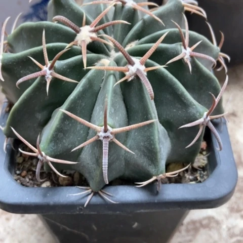 林波仙人球仙人球15米仙人球