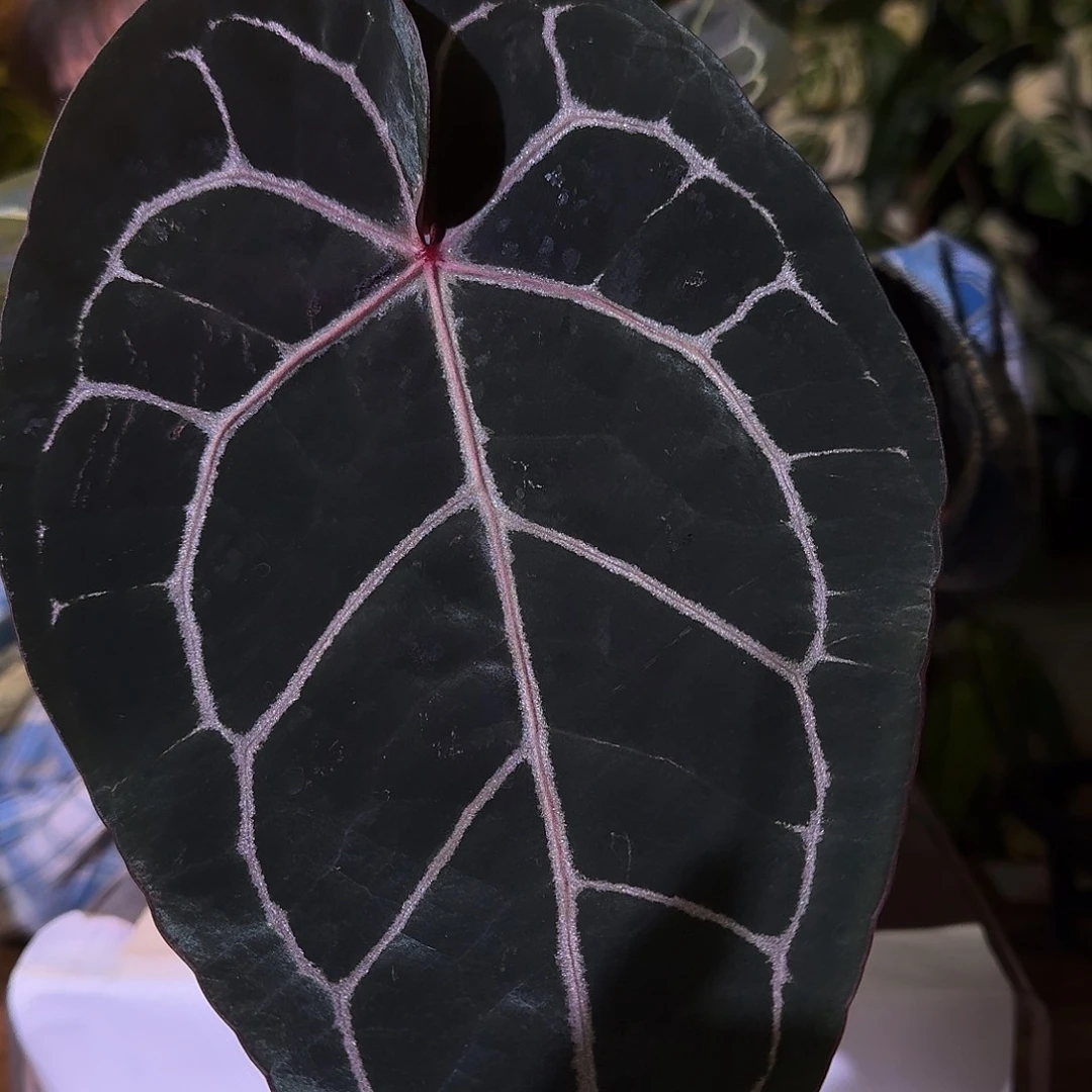 不开花植物B14紫水晶米歇尔杂巧克力
