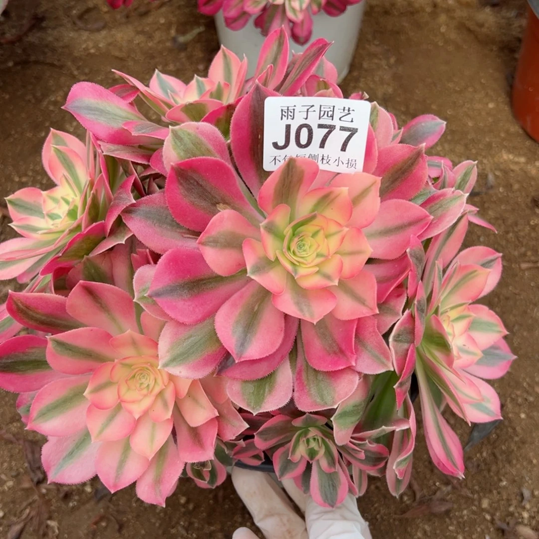 077尺寸小特价粉女巫