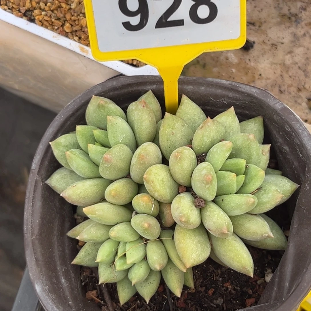 多肉植物米其林928