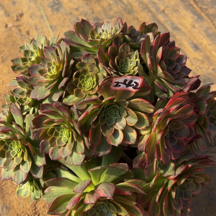 万黄锦多肉植物2-42