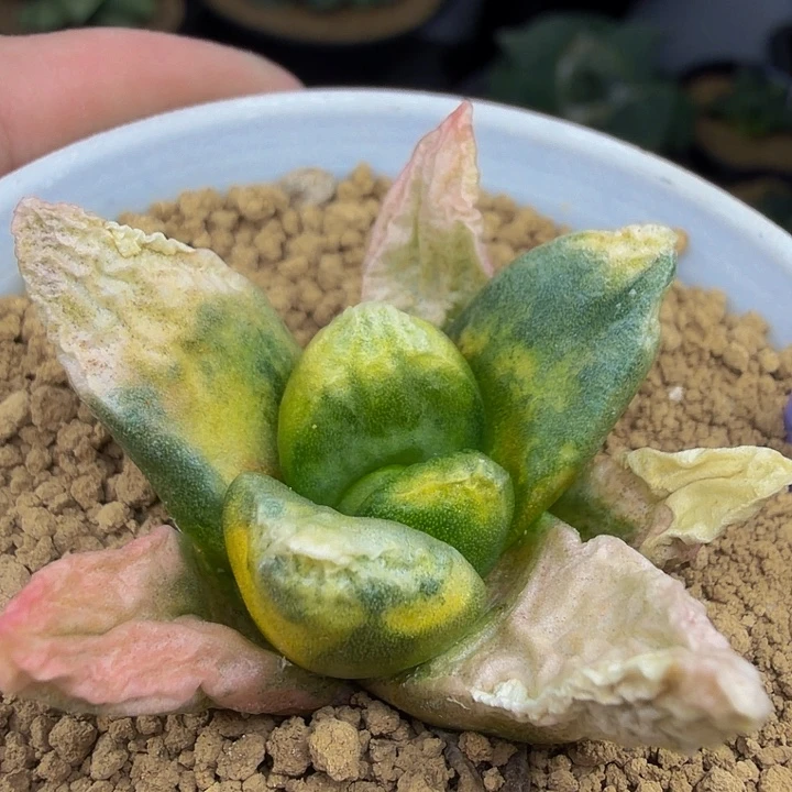 捡漏白锦黄锦果冻色融合