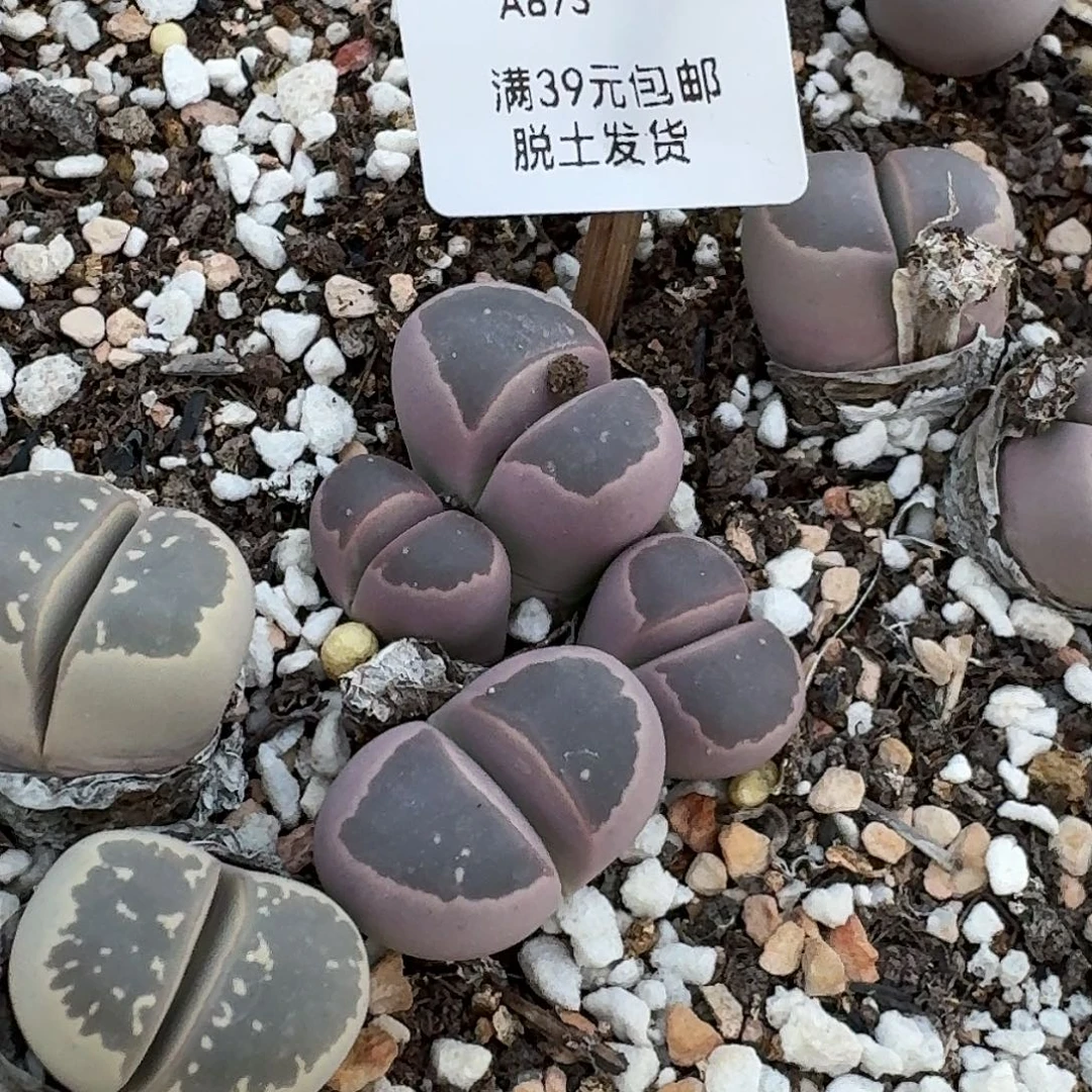873多肉哈哈哈哈哈哈