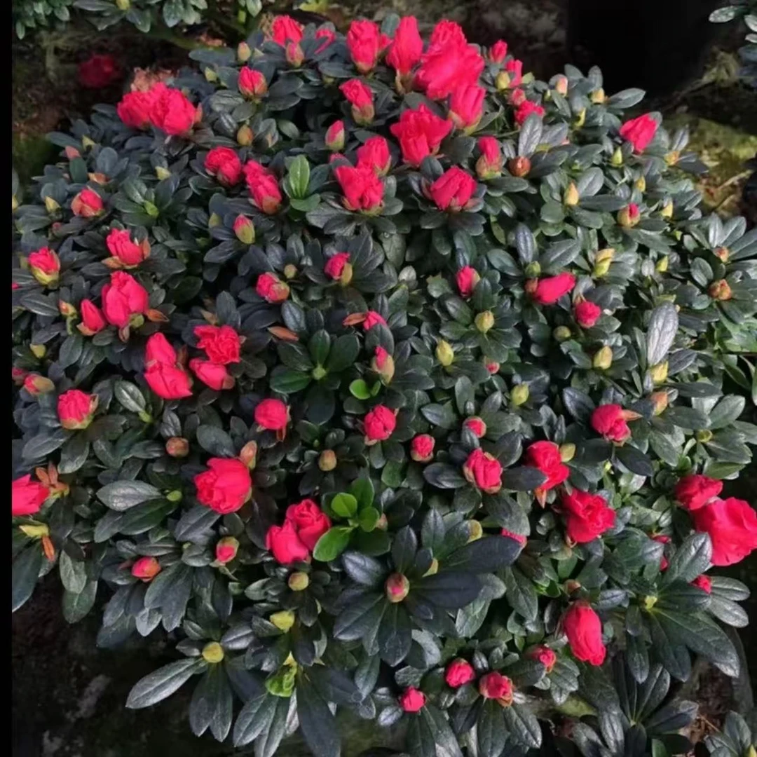 【一物一拍】精品比利时四季杜鹃花室内庭院花园好养顺丰包邮送肥料