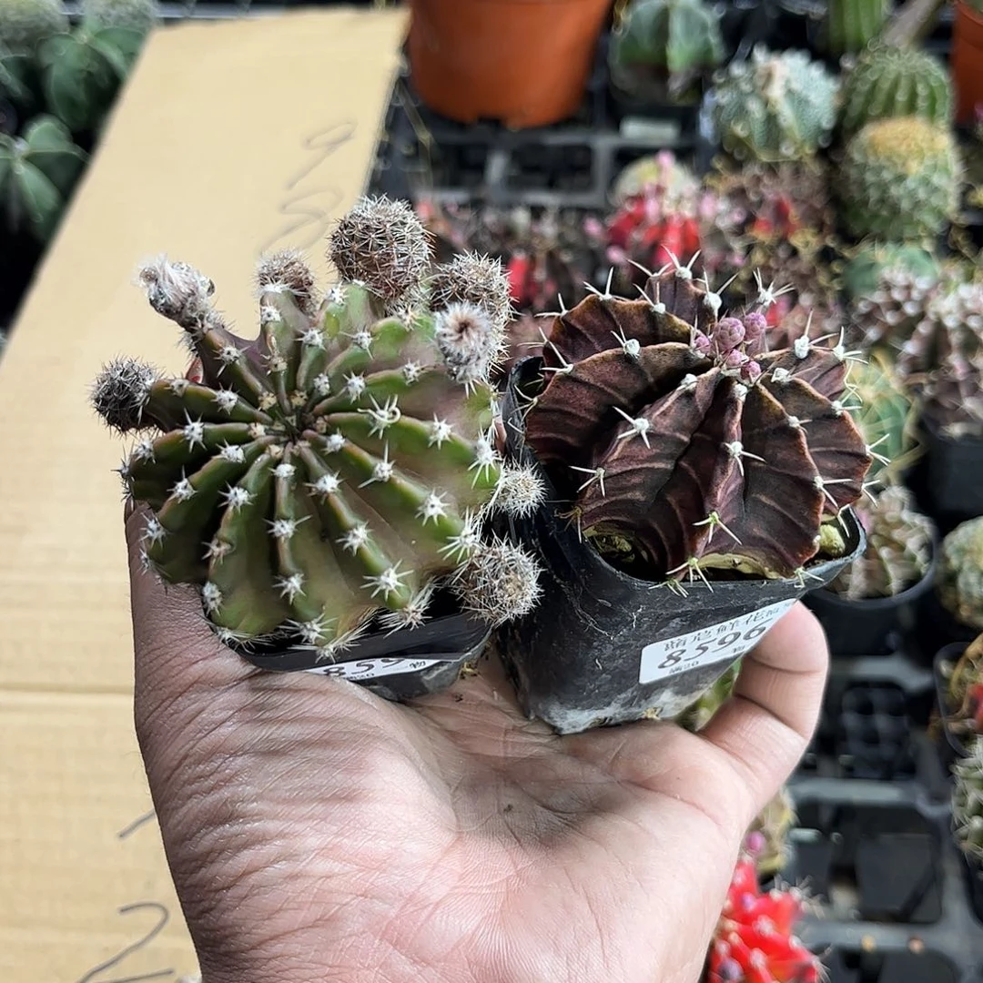 攀*8595-96一物一拍单头