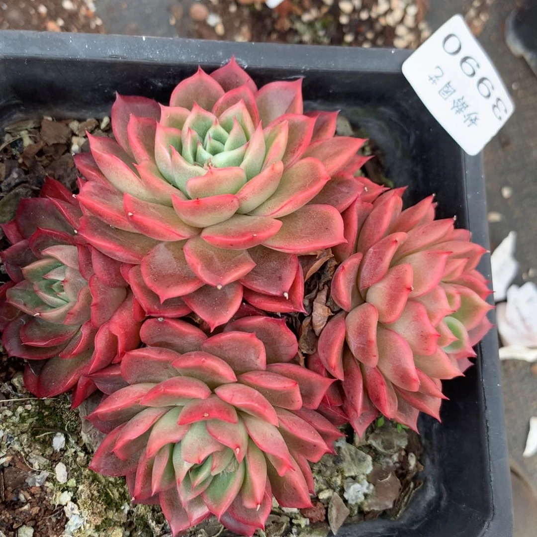 3990杂交精品基地12厘米