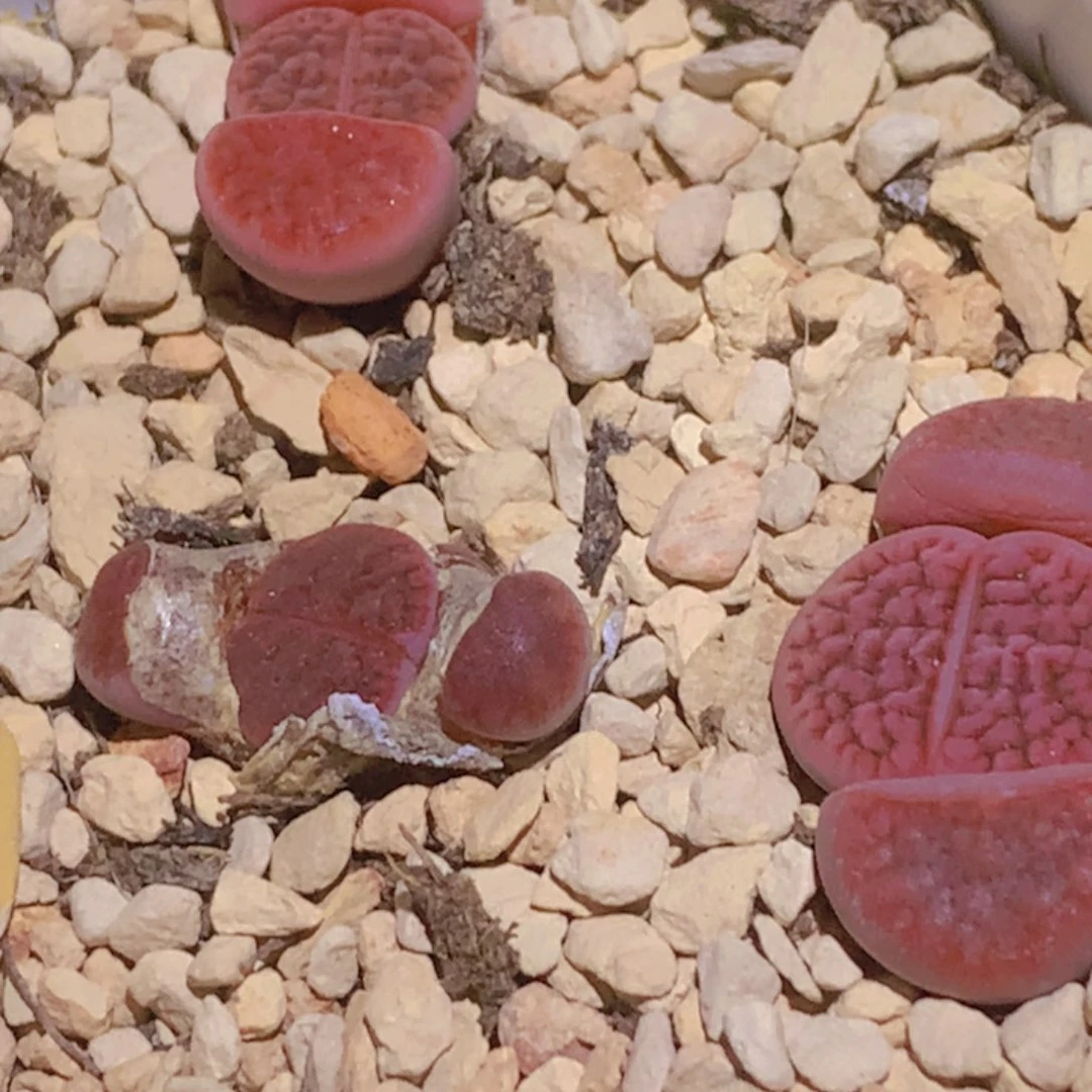 1888888885886886686885877