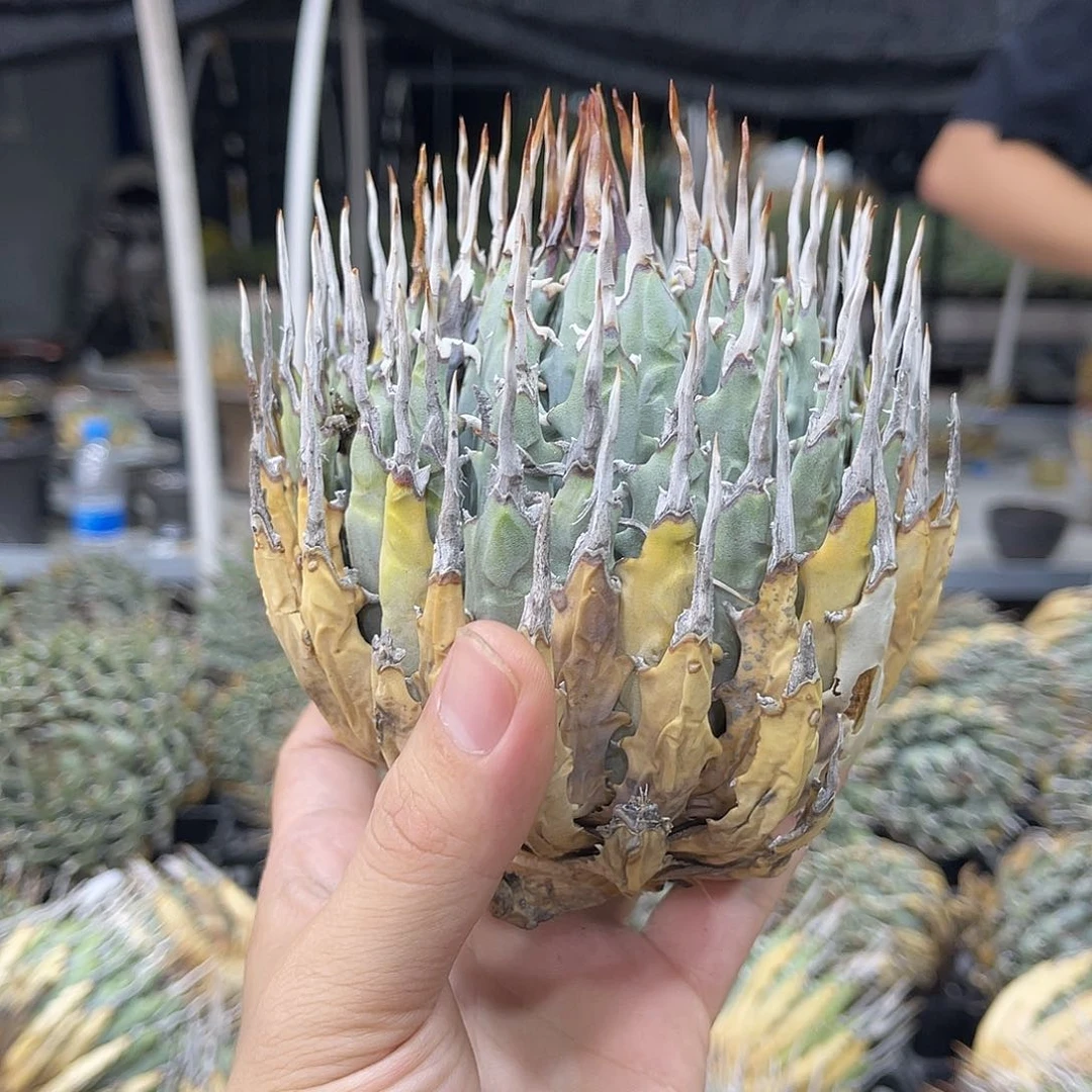 无花朵70011111111