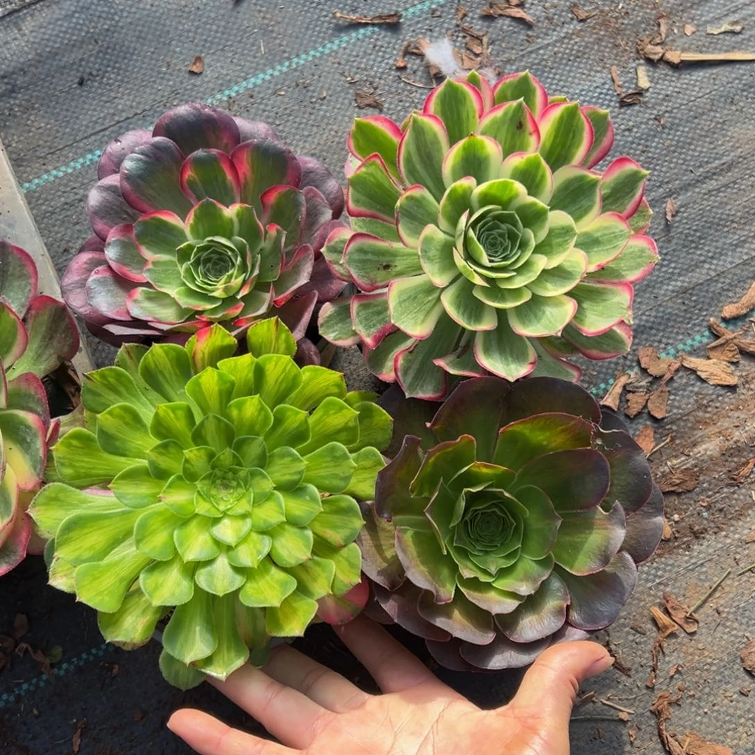 多肉植物000四颗的