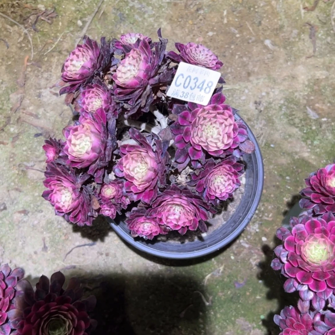 【闪购商品】348红铜白多肉