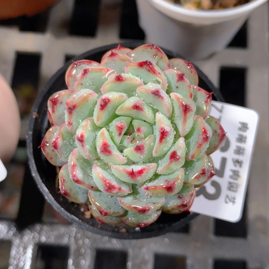 5CM拇指盆精控多肉ZT673