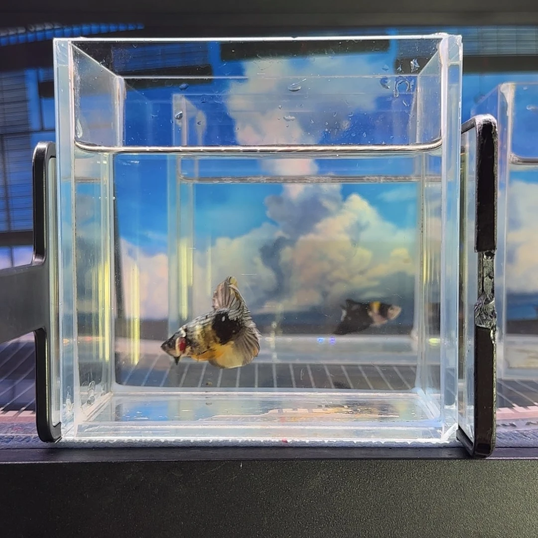 斗鱼精品斗鱼高端vip变形金刚