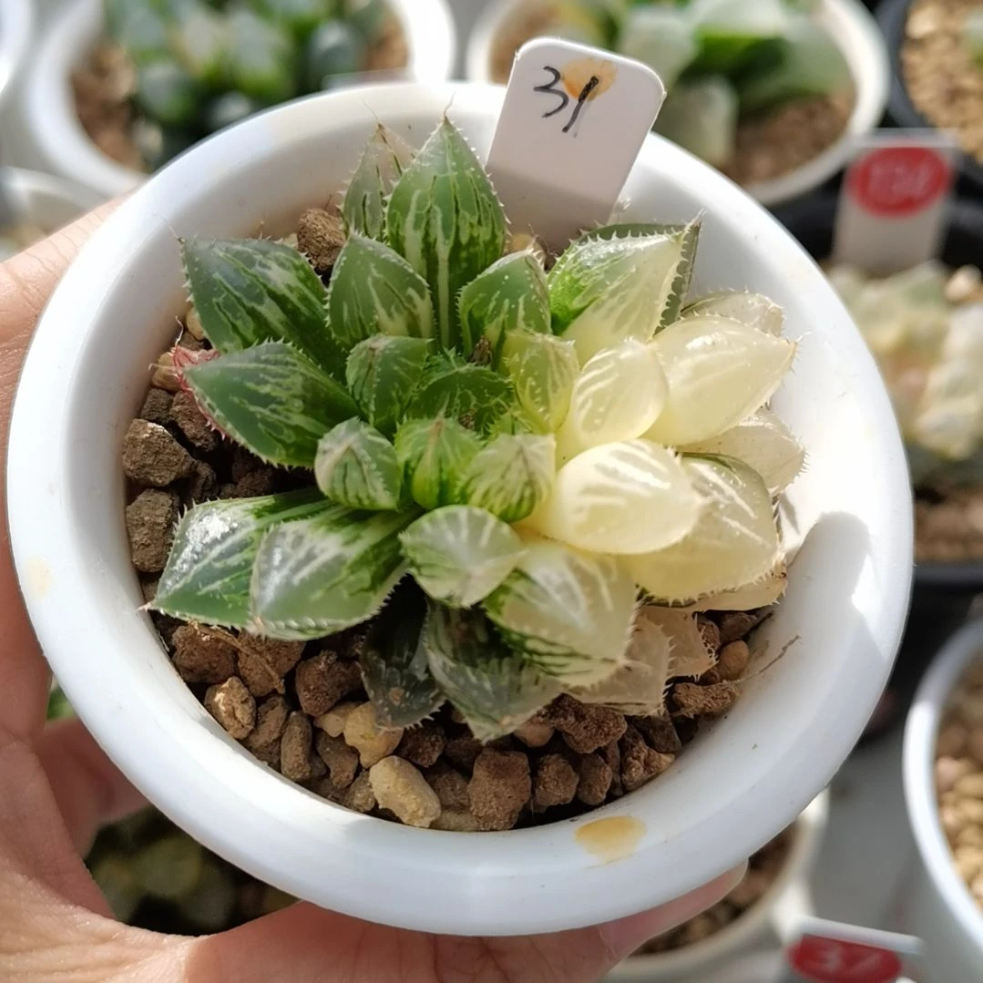 31号楼兰锦一物一拍带盆土发货