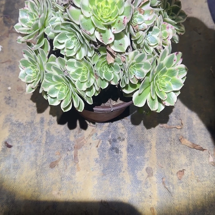 用***3一物一拍不包侧枝105