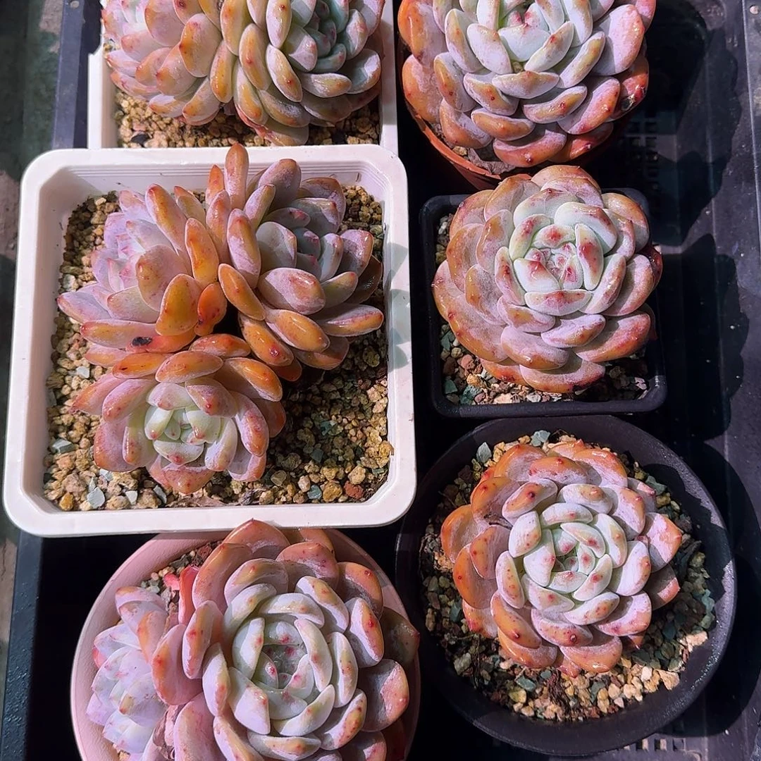 *****橙梦露一筐脱土发货