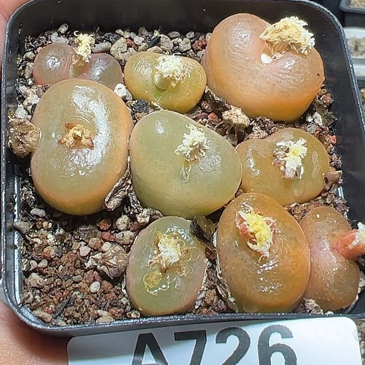 726号特价毛汗尼一盆