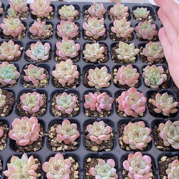 64 多肉植物盆栽花卉